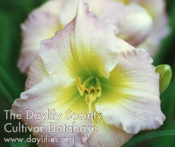 Daylily Castle Orchid Blossoms